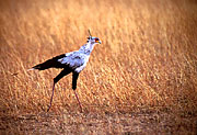 Secretarybird - Masai Mara